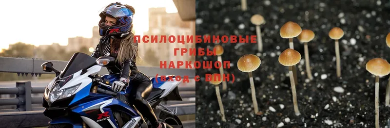 Галлюциногенные грибы Psilocybe  Воткинск 